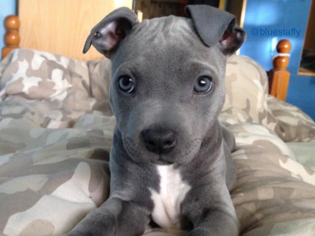 Blue staffy hot sale ramsey